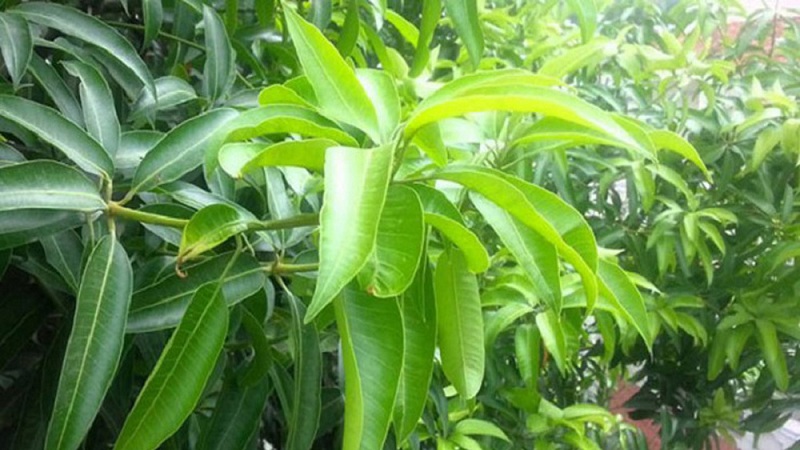 mango leaves uses