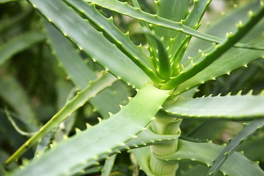 Aloe Vera Lowers Cancer Risks