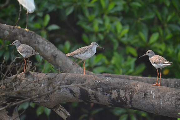 parks-in-goa-the-salim-ali-bird-sanctuary