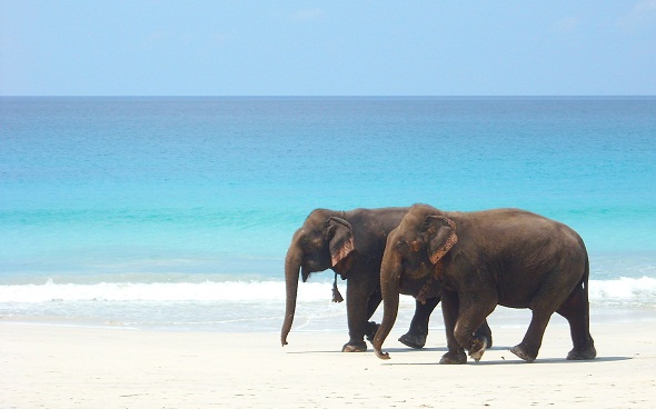 elephants beach walk