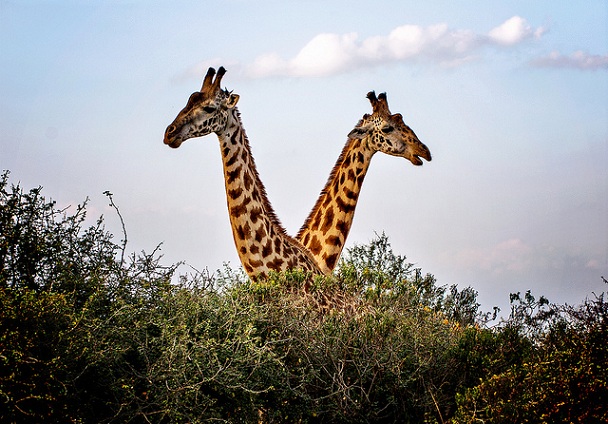 nairobi-national-park_kenya-tourist-places