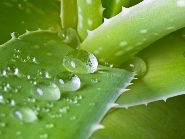 Aloe Vera