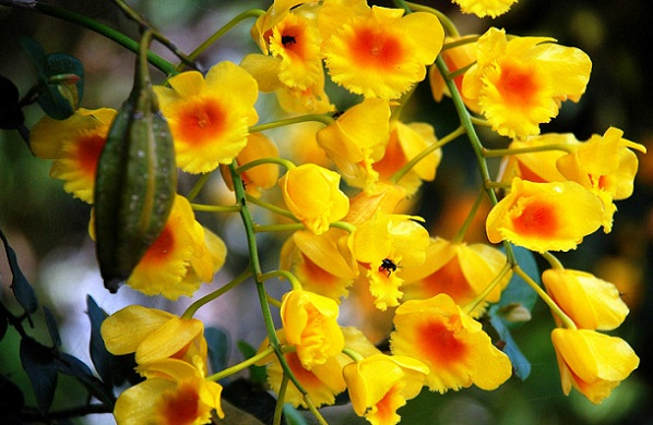 parks-in-manipur-khonghampat-orchidarium