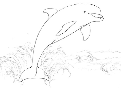 Dolphin Jumping out of Water