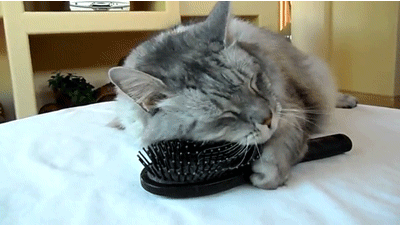 10 Beauty Tips You Can Learn from Cats