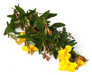 How to use Evening Primrose Oil for Hair Loss