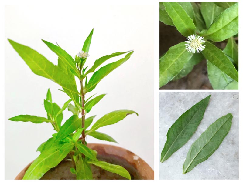 How to Use Bhringraj Oil for Hair Growth? | I Fashion Styles