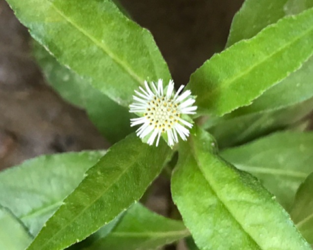 8 Best Indian Natural Herbs For Hair Growth | I Fashion Styles