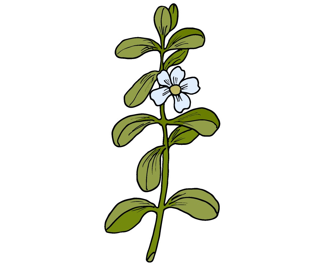 8 Best Indian Natural Herbs For Hair Growth | I Fashion Styles