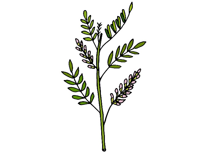 8 Best Indian Natural Herbs For Hair Growth | I Fashion Styles