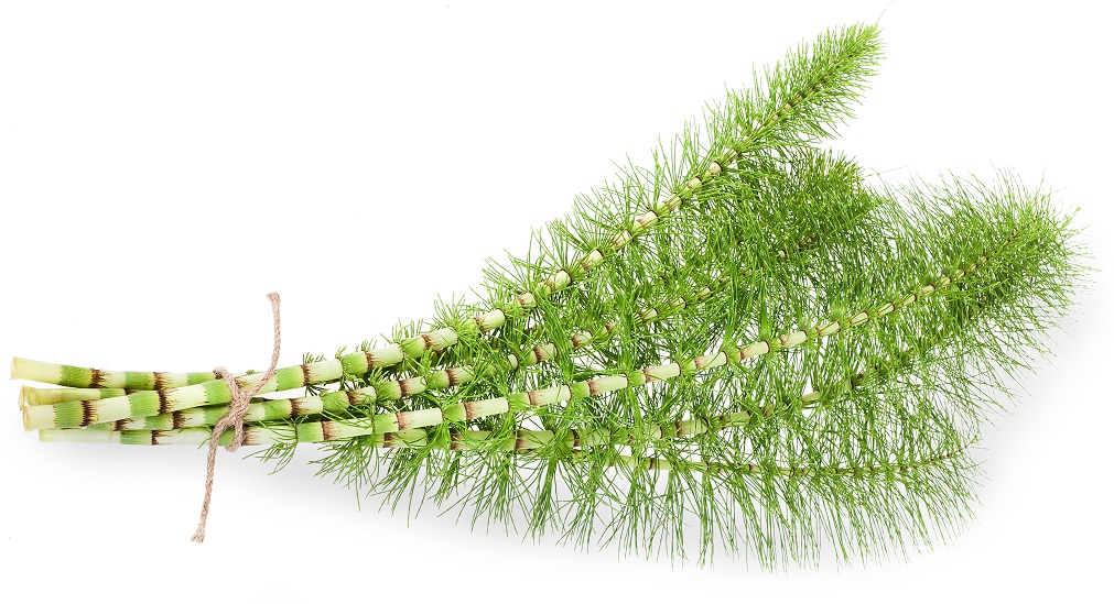 8 Best Indian Natural Herbs For Hair Growth | I Fashion Styles