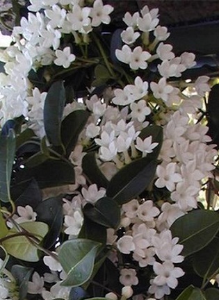 9 Best Flower Jewellery For Mehndi Designs | I Fashion Styles