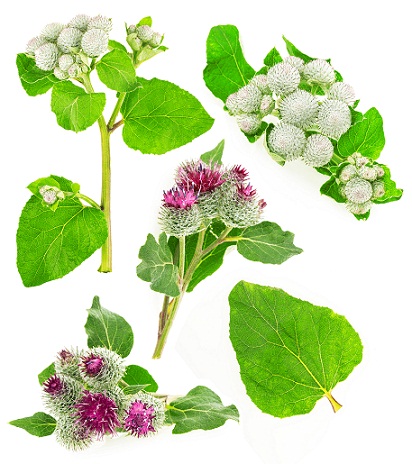 10 Best Herbal Remedies for Treating Acne | I Fashion Styles