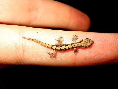 10 Rocking Gecko Tattoo Designs With Images | I Fashion Styles