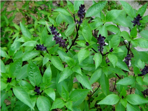 Top 9 Effective Energy Boosting Herbs | I Fashion Styles