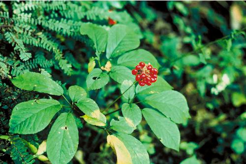 Top 9 Effective Energy Boosting Herbs | I Fashion Styles