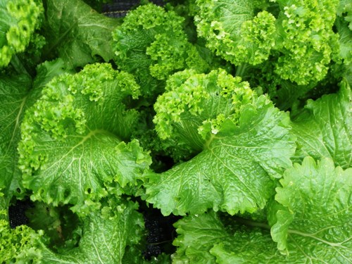 Top9 Green Leafy Vegetables | I Fashion Styles