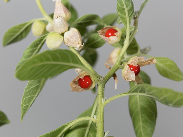 11 Best Ayurvedic Medicines To Increase Height (No Side Effects)