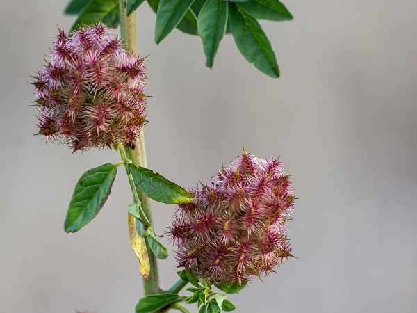 11 Best Ayurvedic Medicines To Increase Height (No Side Effects)