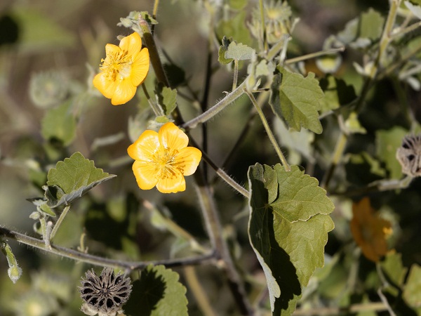 11 Best Ayurvedic Medicines To Increase Height (No Side Effects)