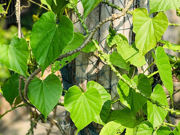 11 Best Ayurvedic Medicines To Increase Height (No Side Effects)