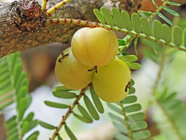 11 Best Ayurvedic Medicines To Increase Height (No Side Effects)