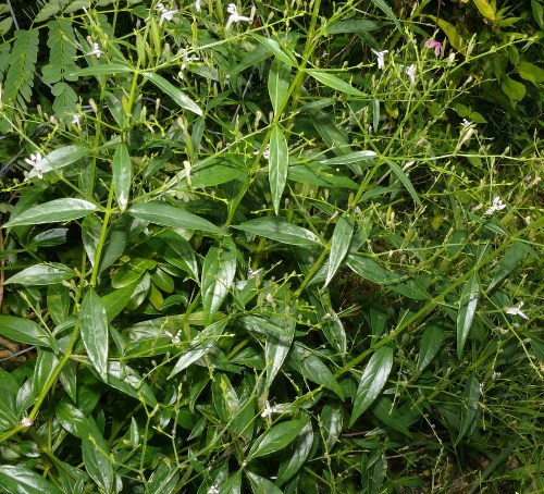 Top 9 Effective Herbs To Treat Flu Naturally | I Fashion Styles