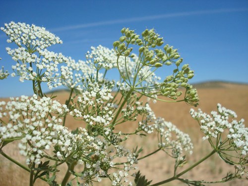 Top 9 Effective Herbs To Treat Flu Naturally | I Fashion Styles