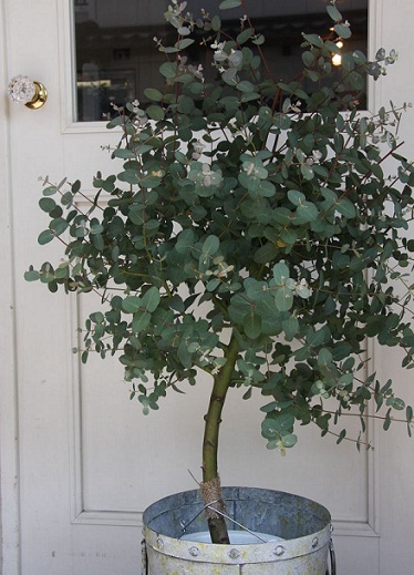 Top 9 Effective Herbs to Cure Arthritis | I Fashion Styles