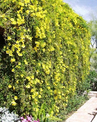 Top 9 Effective Herbs to Cure Arthritis | I Fashion Styles