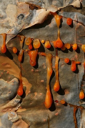 Top 9 Effective Herbs to Cure Arthritis | I Fashion Styles