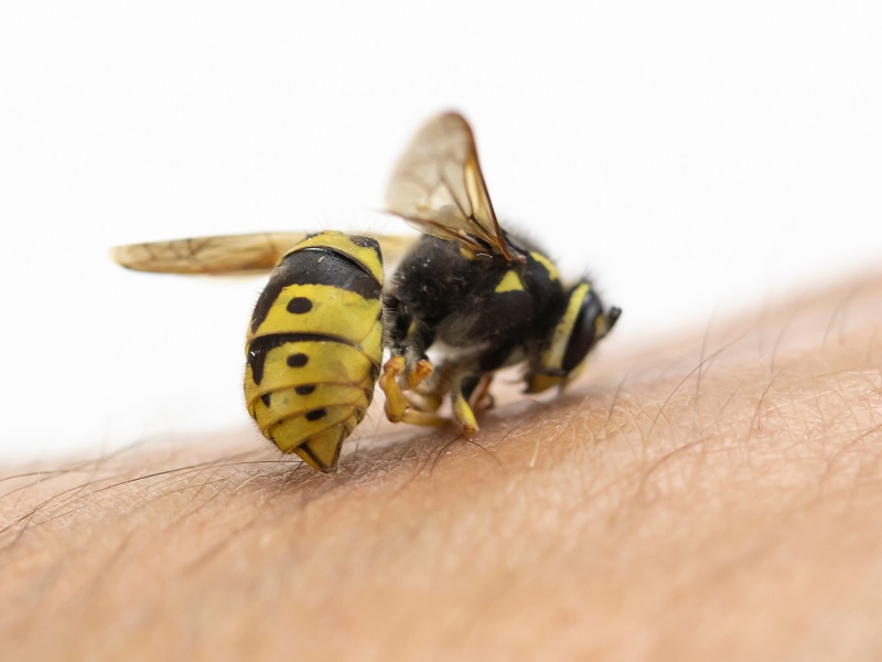 10 Best Home Remedies to Treat Honeybee Stings | I Fashion Styles