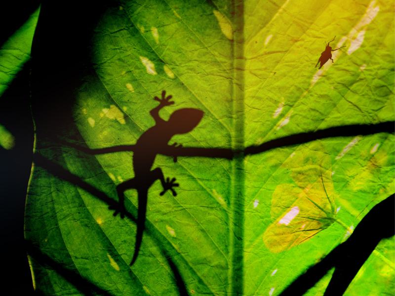 13 Best Home Remedies To Get Rid of Lizards (Chipkali)