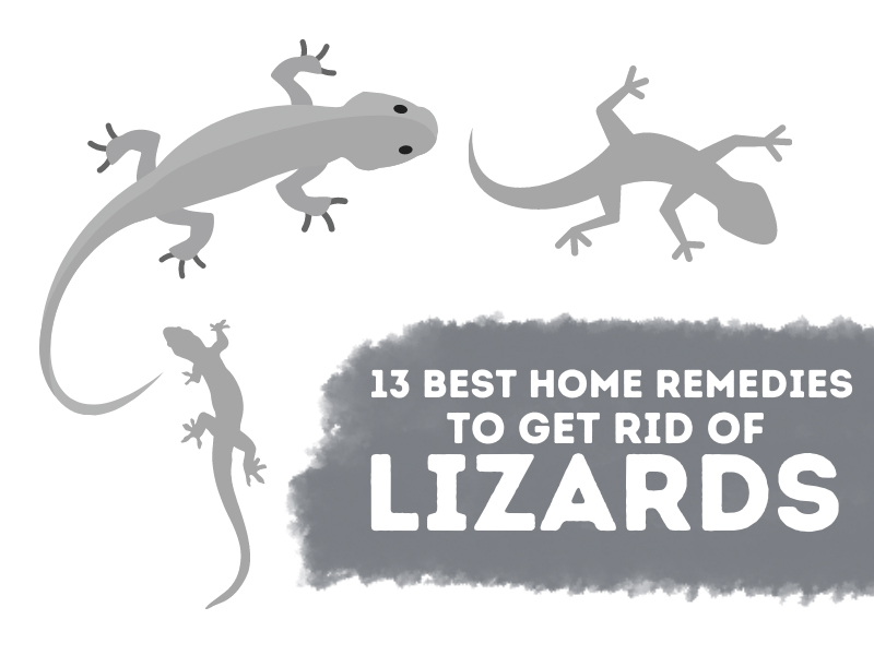 13 Best Home Remedies To Get Rid of Lizards (Chipkali)