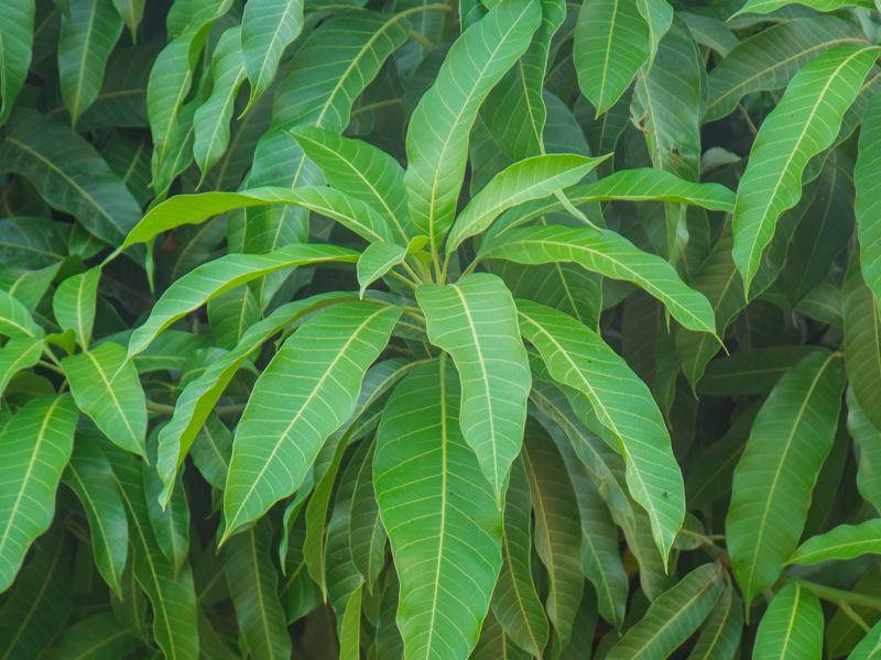 Top 15 Best Benefits of Mango Leaves for Skin, Hair and Health