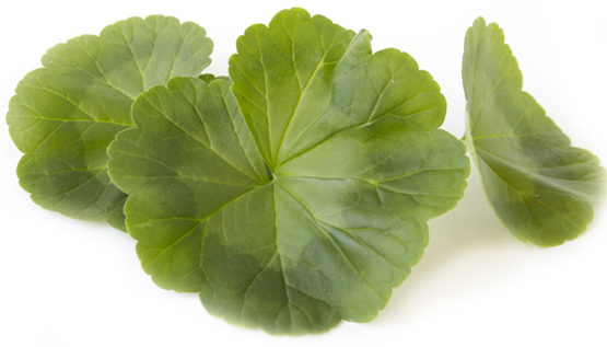 Geranium Benefits And Uses For Skin And Health | I Fashion Styles