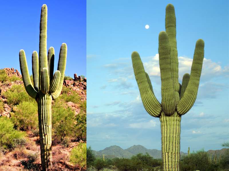9 Impressive Saguaro Benefits (Saguaro Cactus) With Nutritional Facts