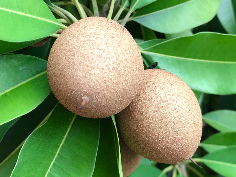 14 Best Sapota Fruit Benefits (Chikoo/Sapodilla) For Skin, Hair &amp; Health