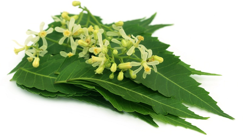 Neem Powder Benefits: 16 Best List For Health, Hair and Skin