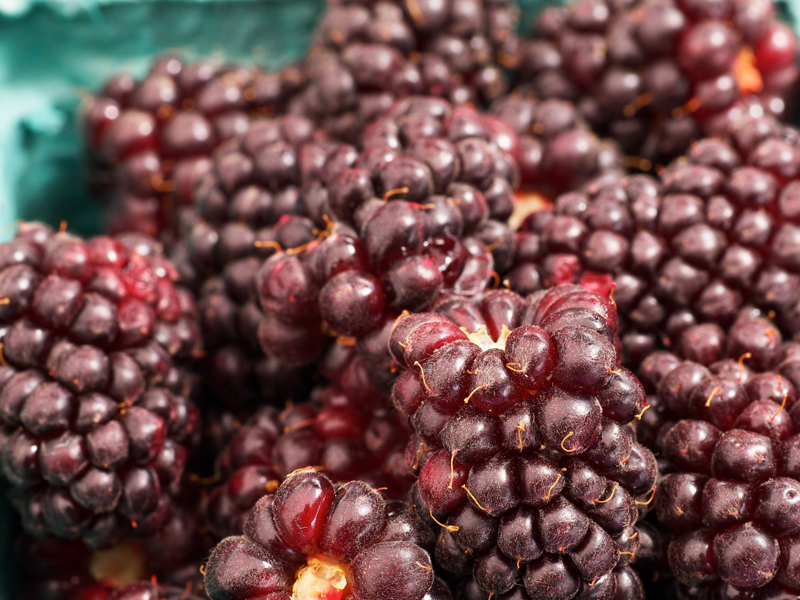 14 Best Boysenberry Benefits + Nutrition Facts &amp; Side Effects