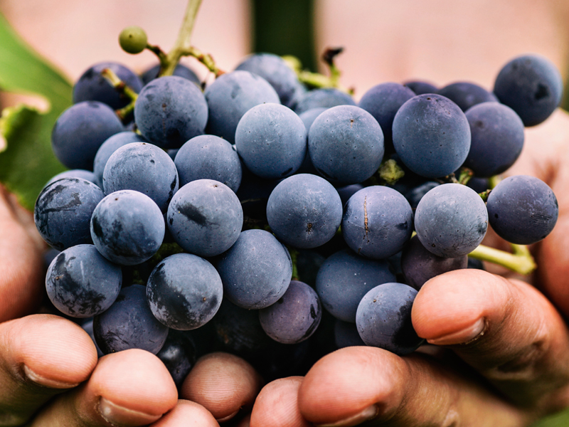 20 Best Black Grapes Benefits For Skin, Hair &amp; Health