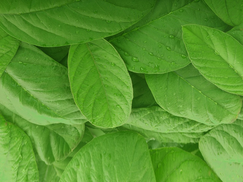 Top 20 Guava Leaves Benefits For Skin, Hair and Health