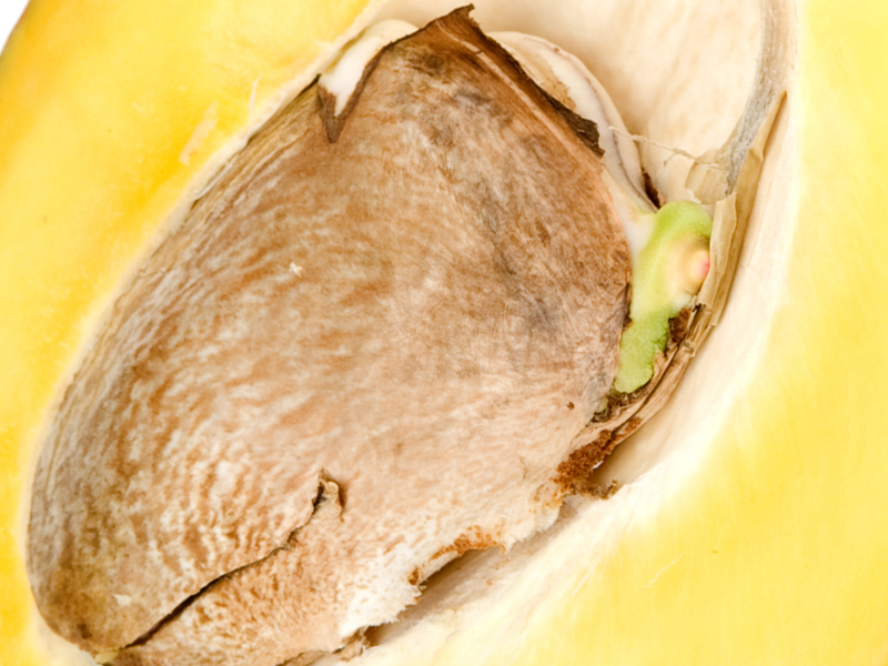 12 Evidence-Based Mango Seeds Benefits For Skin, Hair and Health