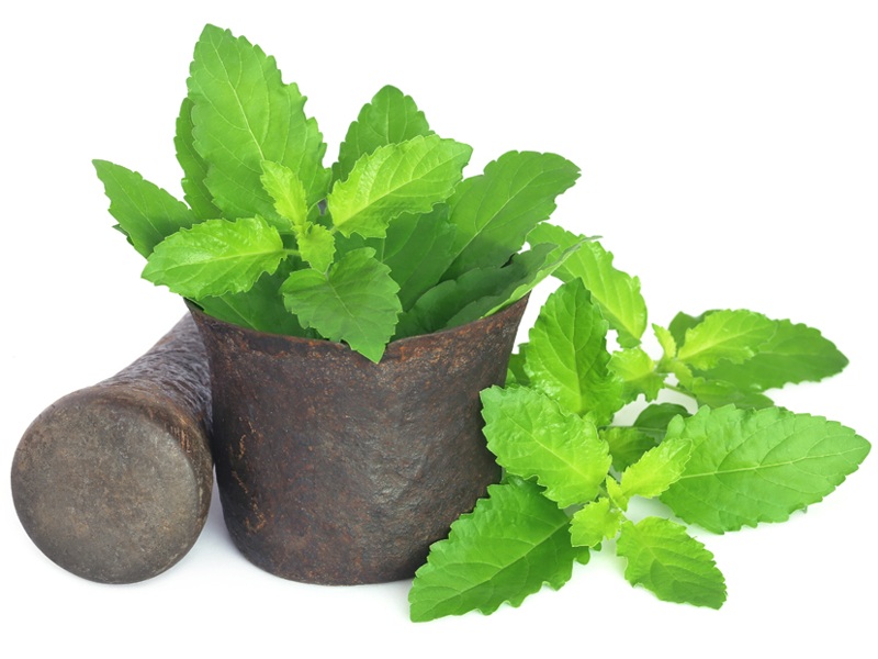 Tulsi (Holy Basil) Types, Benefits, and Side Effects