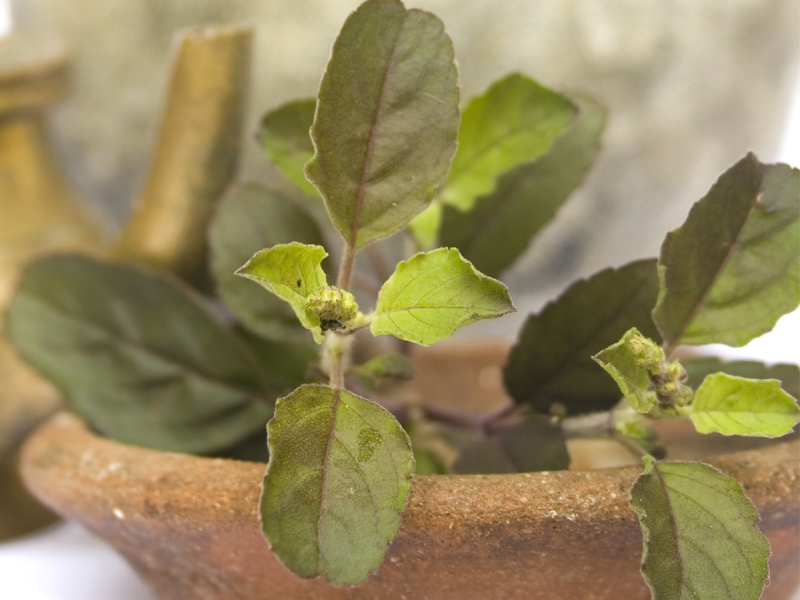 Tulsi (Holy Basil) Types, Benefits, and Side Effects