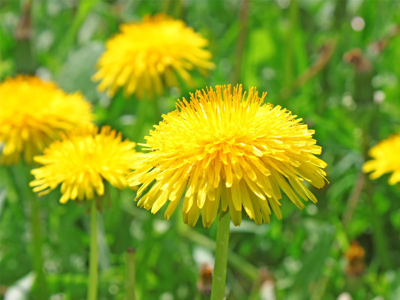 11 Amazing Health Benefits of Dandelion