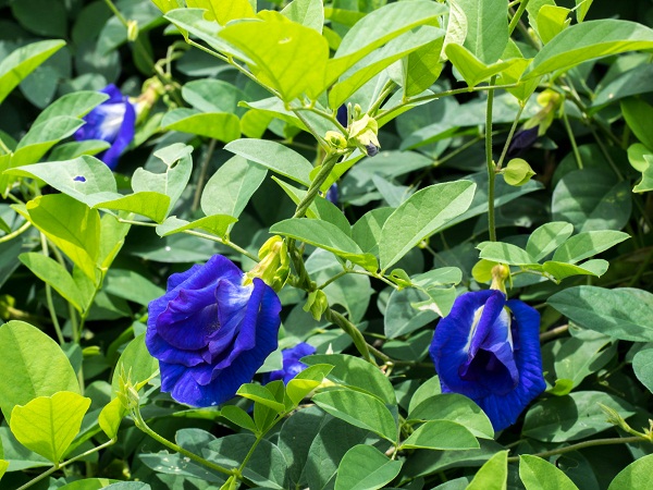 12 Amazing Butterfly Pea Flower Benefits (Aparajita) and Side Effects.