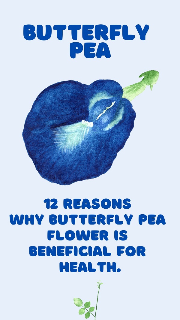 12 Amazing Butterfly Pea Flower Benefits (Aparajita) and Side Effects.