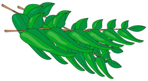 20+ Amazing Benefits and Uses of Curry Leaves | I Fashion Styles