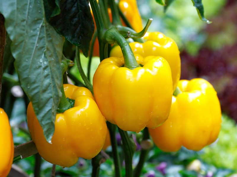 11 Amazing Yellow Bell Pepper Benefits For Skin, Hair and Health